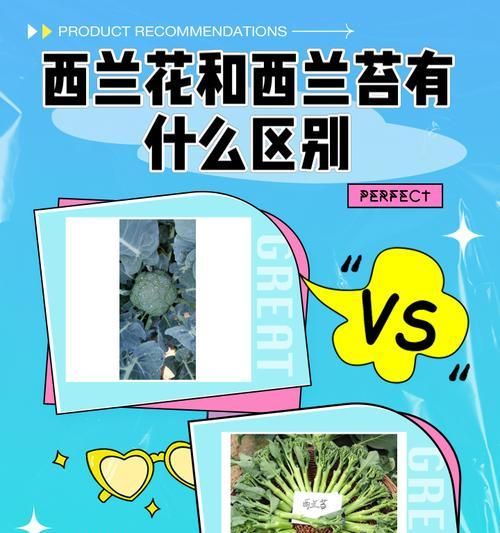 給比熊吃西蘭花需要煮熟嗎？生食西蘭花對比熊有何影響？