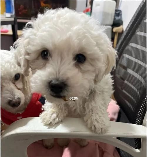 比熊一個(gè)多月喂多少狗糧？比熊犬幼犬的食量標(biāo)準(zhǔn)是多少？
