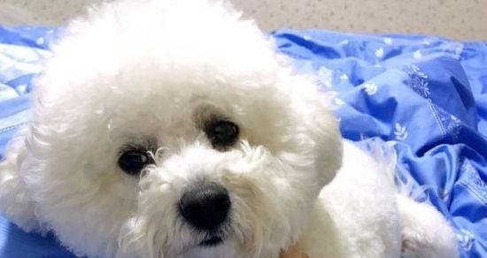 比熊一個(gè)多月喂多少狗糧？比熊犬幼犬的食量標(biāo)準(zhǔn)是多少？