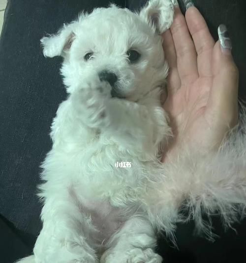 比熊一個(gè)多月喂多少狗糧？比熊犬幼犬的食量標(biāo)準(zhǔn)是多少？