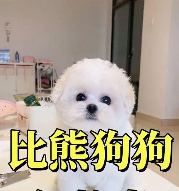 比熊能不能吃狗骨頭肉類嗎？有什么需要注意的嗎？