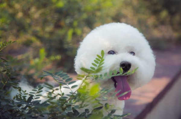 比熊