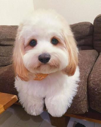騎士比熊