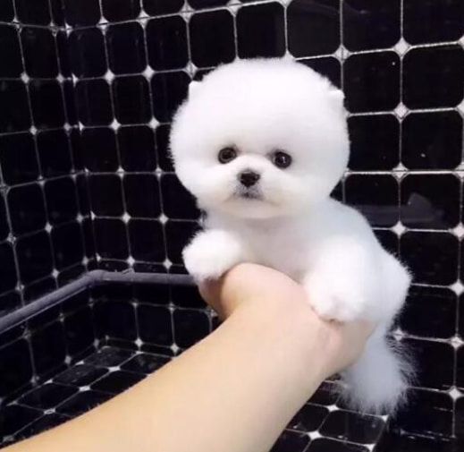 迷你比熊
