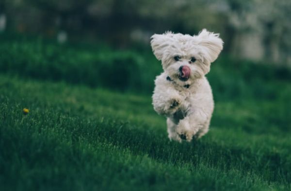 比熊犬