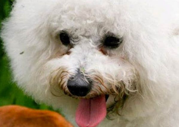 狗狗淚痕