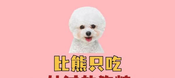 科學(xué)合理喂養(yǎng)比熊，讓它身體更健康（了解比熊的食量及合理飲食安排，讓寵物更健康）