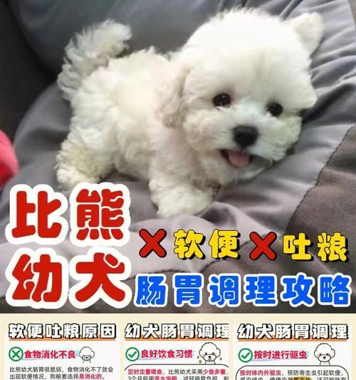 比熊犬的饮食需求与合理喂养（了解比熊犬每个阶段的饮食要求，让它健康成长）