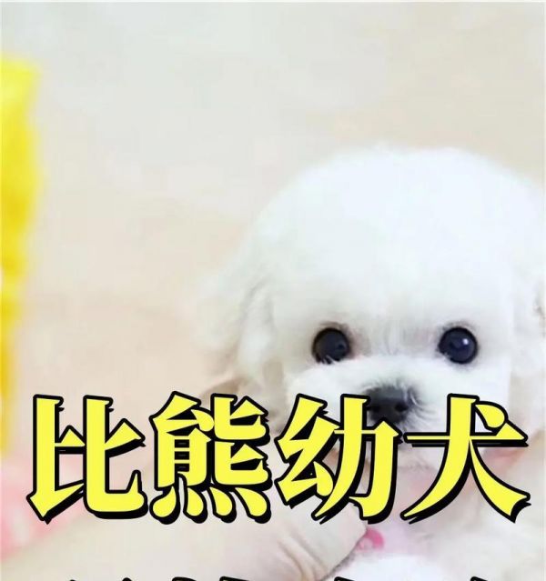 比熊犬的饮食需求与合理喂养（了解比熊犬每个阶段的饮食要求，让它健康成长）