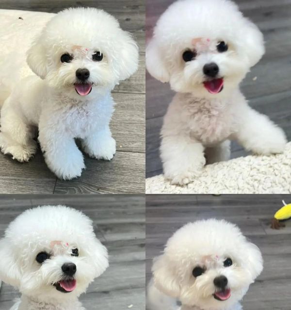 比熊犬的饮食需求与合理喂养（了解比熊犬每个阶段的饮食要求，让它健康成长）