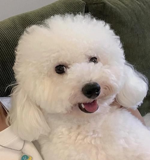 比熊吃了一點(diǎn)咸肉有事嗎？比熊吃了咸肉應(yīng)該怎么辦？