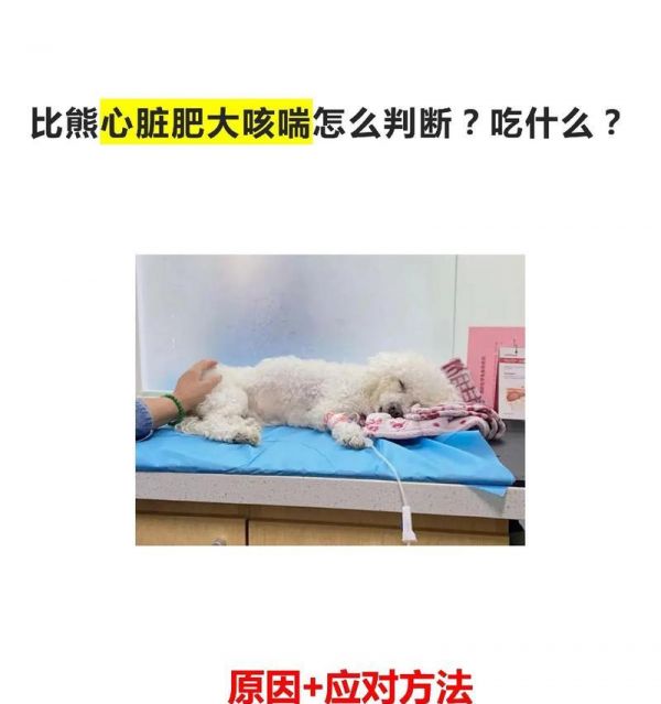 比熊吃了一點(diǎn)咸肉有事嗎？比熊吃了咸肉應(yīng)該怎么辦？