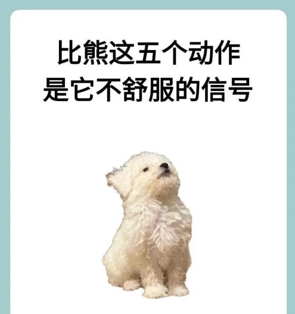 比熊吃了一點(diǎn)咸肉有事嗎？比熊吃了咸肉應(yīng)該怎么辦？