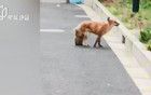 小區(qū)突然出現(xiàn)!居民膽戰(zhàn)心驚…最新:已確認(rèn)死亡!