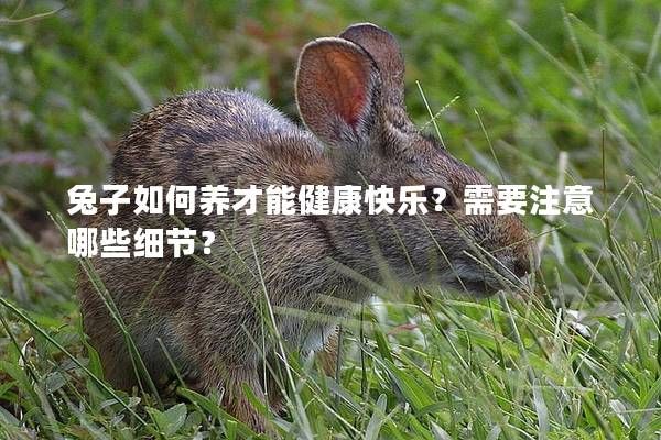 兔子如何養(yǎng)才能健康快樂？需要注意哪些細(xì)節(jié)？