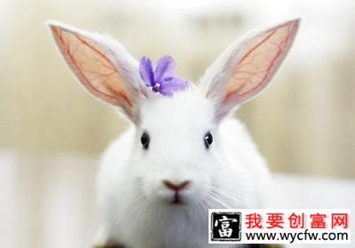 養(yǎng)兔要注意勤觀察