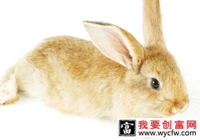 養(yǎng)兔要注意勤觀察