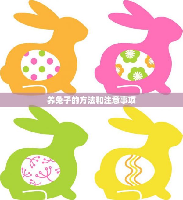 養(yǎng)兔子的方法和注意事項(xiàng)(如何照顧你的兔子) 第3張