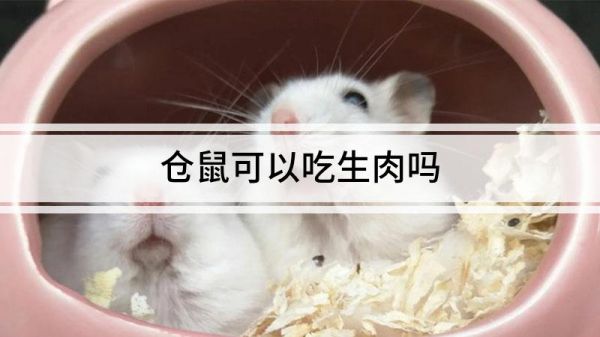 倉鼠可以吃生肉嗎