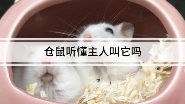 倉鼠聽懂主人叫它嗎