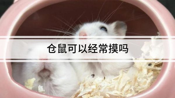 倉鼠可以經(jīng)常摸嗎