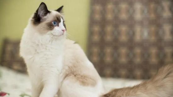 布偶猫怎么养？你知道怎么帮布偶猫选猫粮吗？