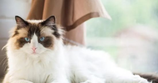 布偶猫怎么养？你知道怎么帮布偶猫选猫粮吗？