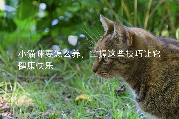 小貓咪要怎么養(yǎng)，掌握這些技巧讓它健康快樂(lè)