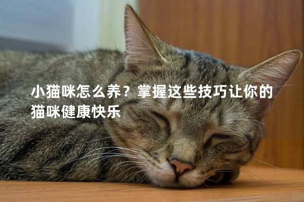 小貓咪怎么養(yǎng)？掌握這些技巧讓你的貓咪健康快樂(lè)