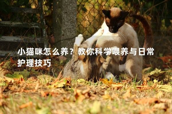 小猫咪怎么养？教你科学喂养与日常护理技巧