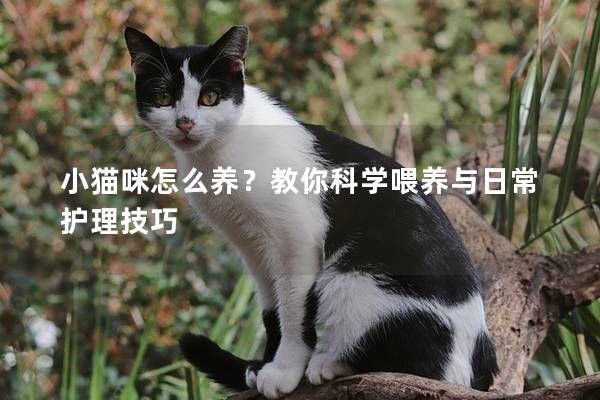 小猫咪怎么养？教你科学喂养与日常护理技巧