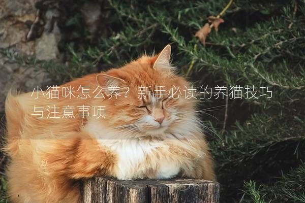 小貓咪怎么養(yǎng)？新手必讀的養(yǎng)貓技巧與注意事項
