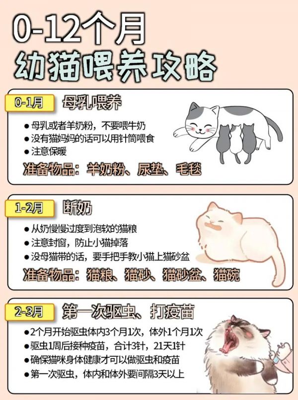 如何培養(yǎng)幼貓