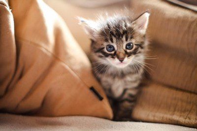 如何養(yǎng)貓幼貓