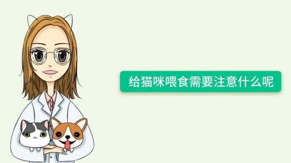貓咪喂食注意事項(xiàng)