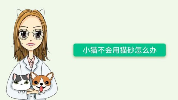 怎么教小貓用貓砂
