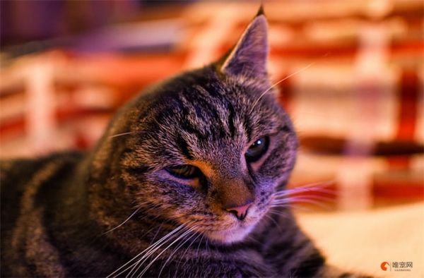 怎么养好猫咪 如何让猫更健康