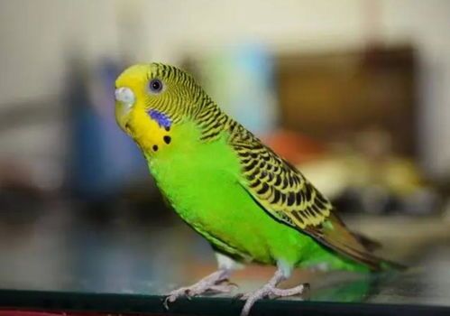 鹦鹉健康秘籍：轻松预防常见疾病