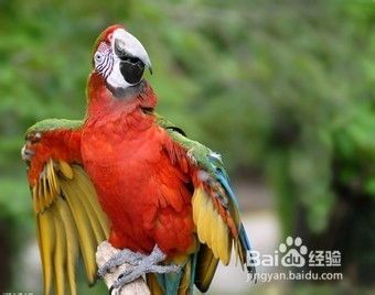 鹦鹉健康秘籍：轻松预防常见疾病