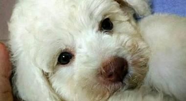 狗狗鼻子干是什么原因？如何判斷狗狗健康狀況？