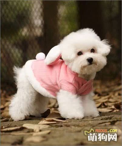 诊断狗狗健康程度的十项指标