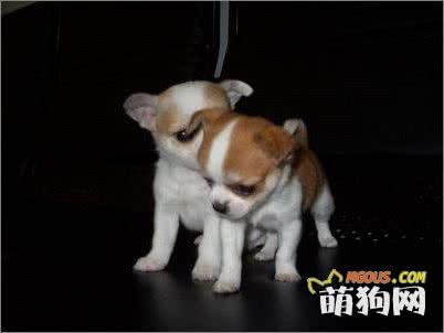 诊断狗狗健康程度的十项指标