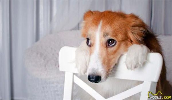 你的狗狗是健康的嗎？是不是正在處于亞健康狀態(tài)？
