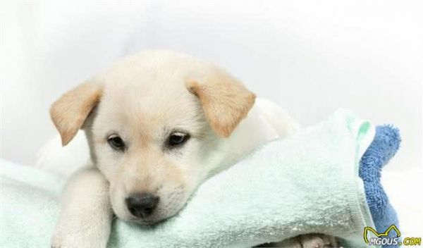 你的狗狗是健康的嗎？是不是正在處于亞健康狀態(tài)？