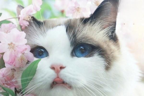 怎么自制貓飯給貓咪吃