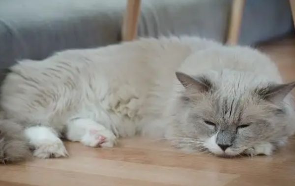 怎樣從睡姿看貓咪的健康狀況？一文教會你