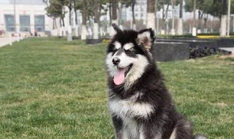 怎么樣買到純阿拉斯加犬