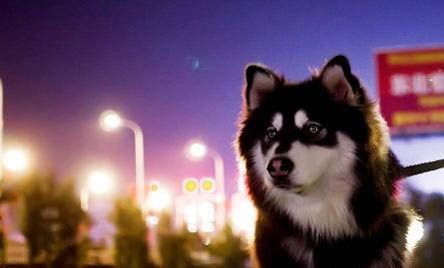 怎么樣買到純阿拉斯加犬