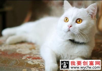 貓咪的心理<a href=https://www.wycfw.com/kaidian/jkbj/ target=_blank class=infotextkey>健康</a>不容忽視