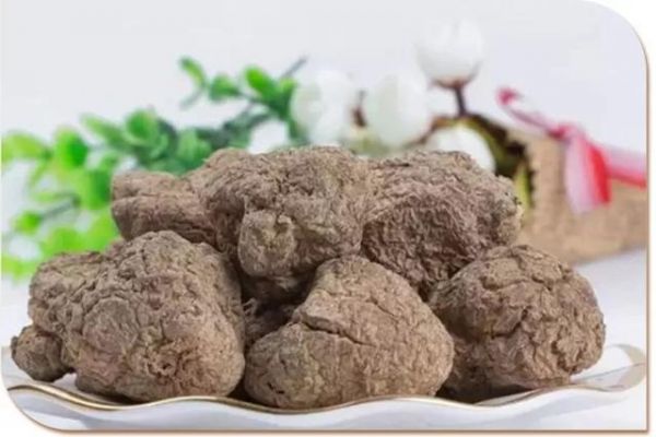 虎乳靈芝，又叫“虎奶菌”，可以治哮喘、咽炎、久咳不愈！